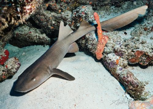 Requins-nourrices ou Ginglymostomatidés (Ginglymostomatidae